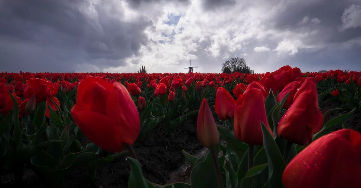 Advantages of Using Online Platforms for Dutch Language Studies