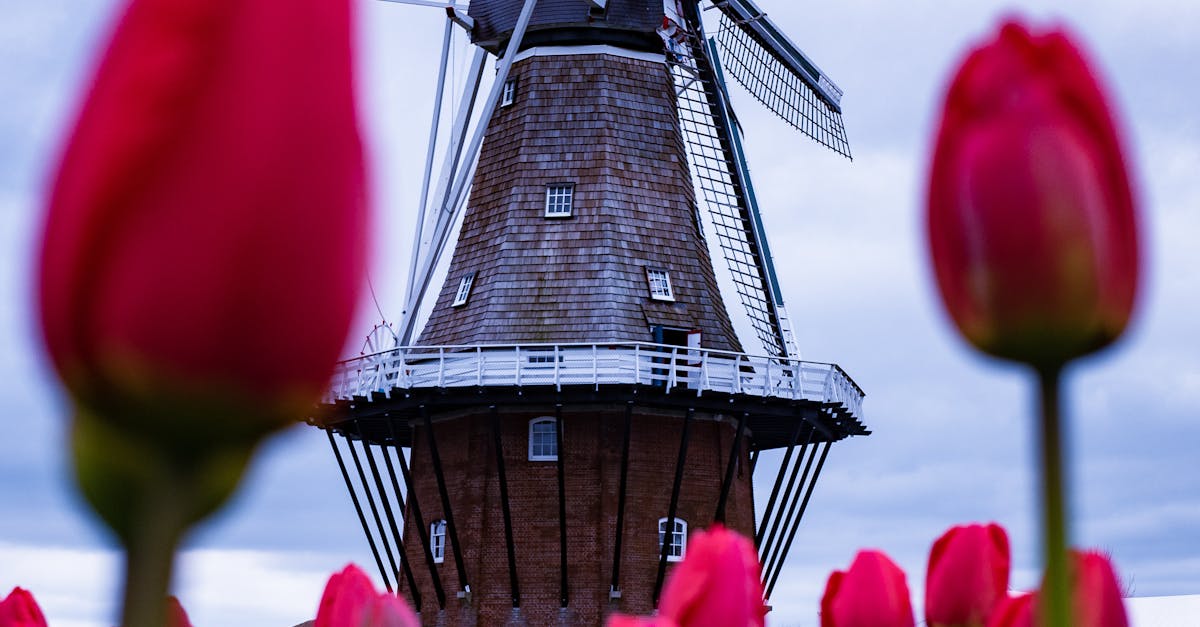Evaluating the Best Virtual Classroom Platforms for Dutch Language Learning